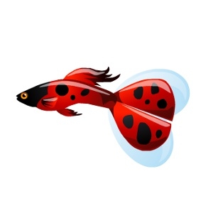 Lady Bug Guppy